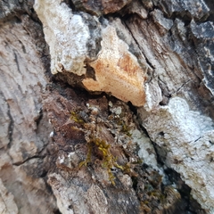 Haploporus tuberculosus