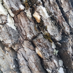 Haploporus tuberculosus