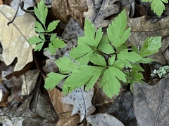Osmorhiza longistylis