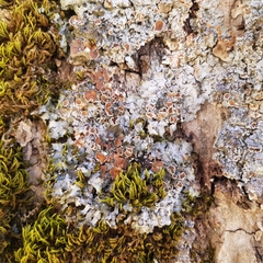 Pleurosticta acetabulum