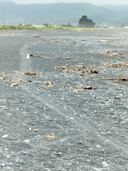 Charadrius bicinctus bicinctus