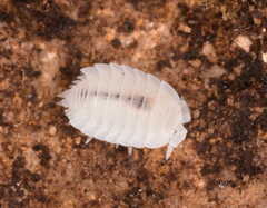 Platyarthrus hoffmannseggii