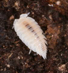 Platyarthrus hoffmannseggii