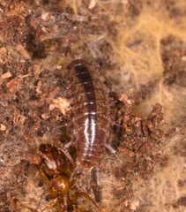 Chaetophiloscia sicula
