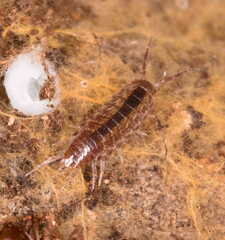 Chaetophiloscia sicula