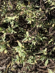 Heliotropium curassavicum