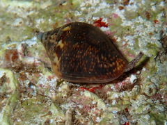 Columbella rustica