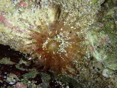 Aulactinia verrucosa