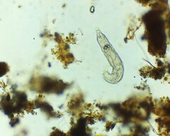 Bdelloidea