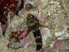 Gobius paganellus