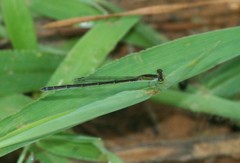 Ischnura hastata