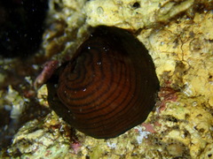 Actinia cari