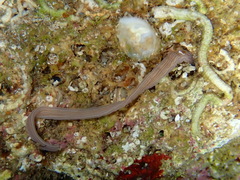 Baseodiscus delineatus