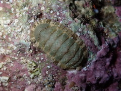 Rhyssoplax olivacea