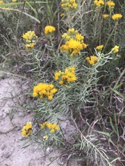 Euthamia gymnospermoides