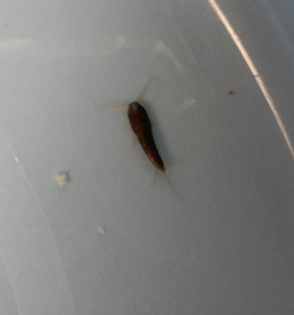 Common Silverfish from Grand View North, Provo, UT 84604, USA on