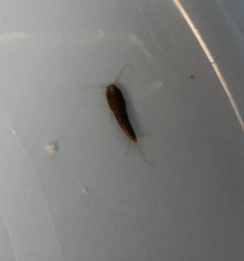 Lepisma
