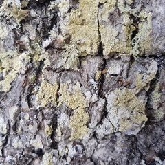 Pertusaria flavida