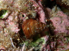 Calliostoma lusitanicum