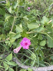 Mirabilis