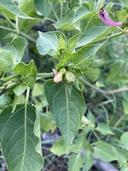 Mirabilis