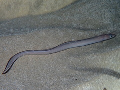 Conger conger