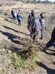 Frangula californica