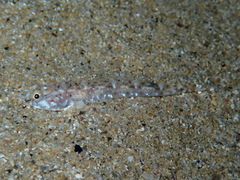 Pomatoschistus marmoratus