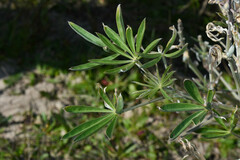 Lupinus albescens