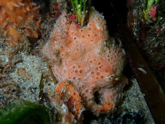 Hemimycale columella