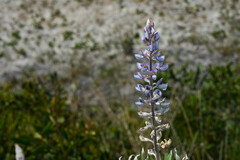 Lupinus albescens