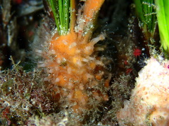 Clavularia crassa