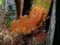 Yungia aurantiaca