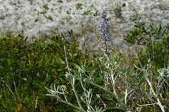 Lupinus albescens