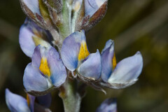 Lupinus albescens