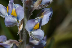 Lupinus albescens