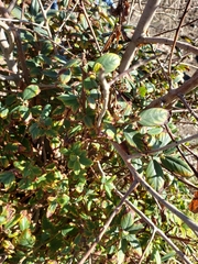 Frangula californica