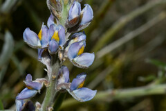 Lupinus albescens