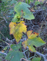 Vitis mustangensis