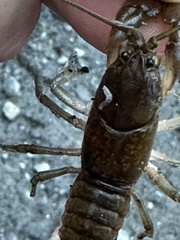 Onychiurinae