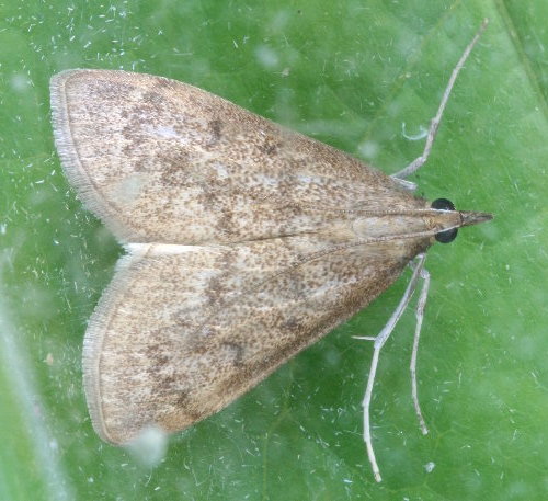 Achyra