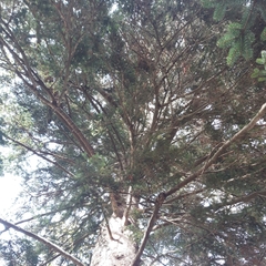 Abies alba