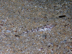 Pomatoschistus marmoratus