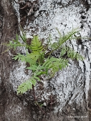 Polypodiaceae