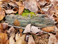 Chlorociboria aeruginascens