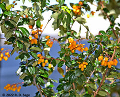 Berberis darwinii