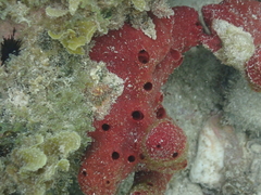 Amphimedon compressa