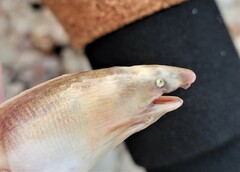 Bascanichthys bascanium