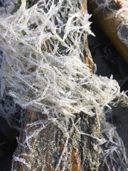 Spiochaetopterus costarum