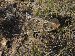 Phrynosoma orbiculare